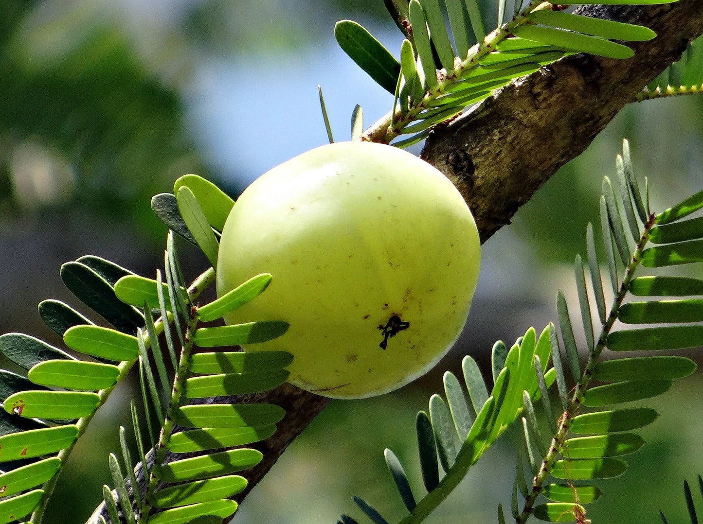 Amla | Cibobenessere