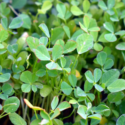 Fenugreek Powder |Cibobenessere