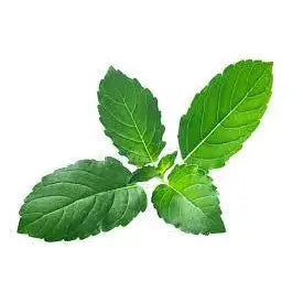Tulsi Organic Caps | Cibobenessere